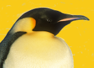 Emperor Penguin